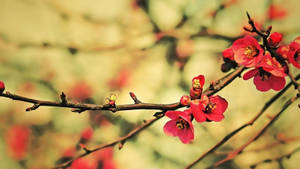 粉紅色花朵在樹枝上盛開，背景柔和模糊。 — 可愛春天 壁紙