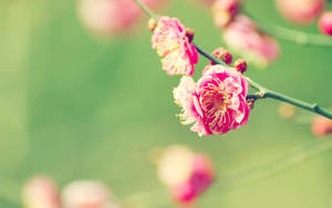粉紅色花朵在樹枝上綻放，背景柔和綠色。 — 春天花朵 壁紙