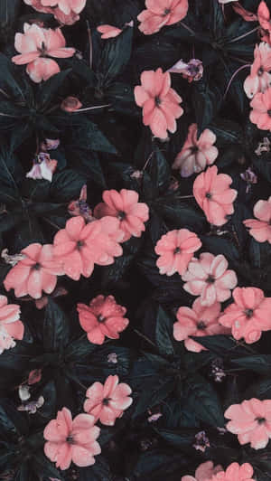 花園中深綠色葉子上帶有露珠的粉紅色花朵。 — 手機 壁紙