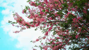粉紅色花樹枝條映襯著藍天白雲 — 春天花朵 壁紙