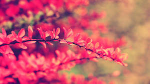粉紅色花枝在暖色背景中柔焦 — 粉色花朵 壁紙