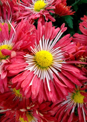 一簇粉紅色菊花，邊緣白色，花心黃色。 — 菊花 壁紙