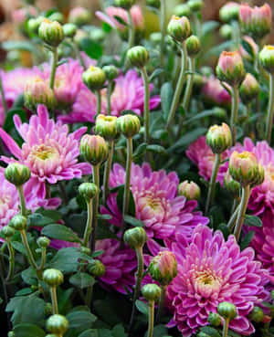 粉紅色菊花和綠色花蕾在花園中綻放。 — 菊花 壁紙
