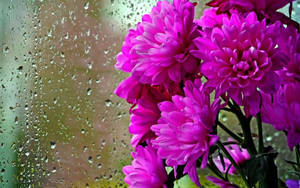 透過雨窗看到的粉紅色花朵。 — 菊花 壁紙