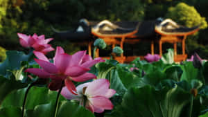 粉紅色蓮花與綠葉及背景中的傳統亭閣 — 鳶尾花 壁紙