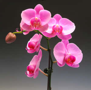 粉紅色蘭花，帶有花蕾，綠色莖幹，灰色背景。 — 唯美花卉 壁紙