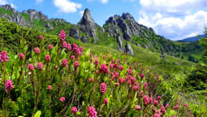 藍天白雲下，岩石綠色山脈前的粉紅色野花 — 春天花朵 壁紙