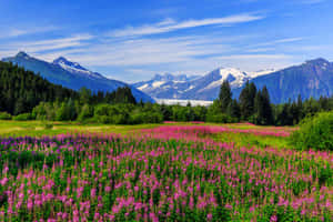 草地上盛開的粉紅色野花，背景是雪山和森林。 — 森林湖泊 壁紙