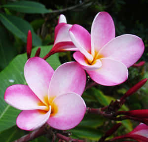 粉紅色雞蛋花，黃色花心，綠葉，熱帶環境。 — 花園 壁紙
