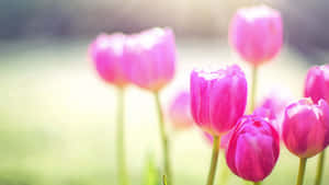 陽光花園中的粉紅色鬱金香，背景柔和模糊。 — 春天花朵 壁紙