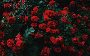 花園中一簇密集的紅玫瑰，帶有深綠色葉子。 — 16:10 壁紙