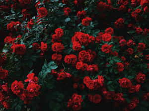 花園中一簇密集的紅玫瑰，帶有深綠色葉子。 — 筆電 壁紙