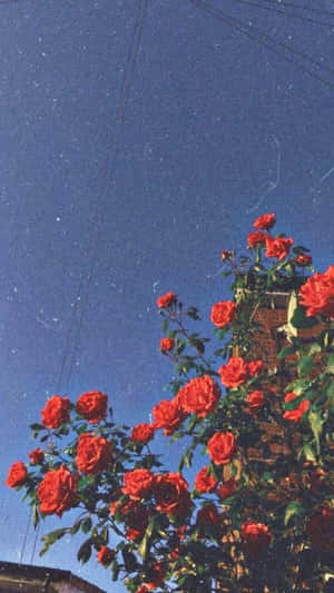 在繁星點點的夜空下，紅玫瑰在磚牆上生長。 — 花園 壁紙