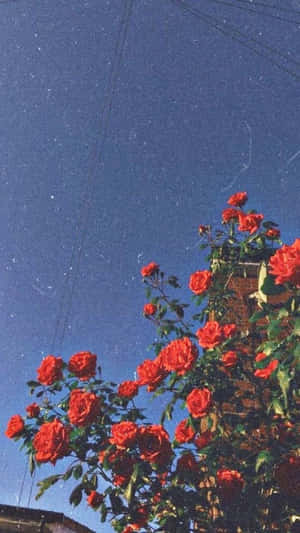紅玫瑰在磚牆上生長，星空下。 — 復古90年代風格 壁紙