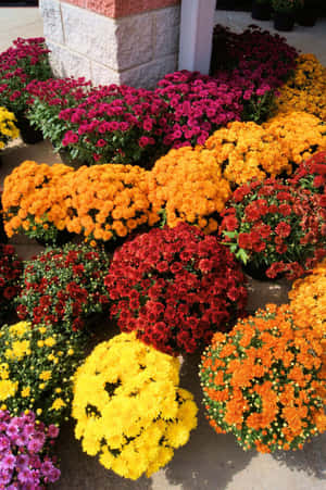 紅色、橙色、黃色和紫色的彩色盆栽菊花排列在石頭建築外。 — 菊花 壁紙