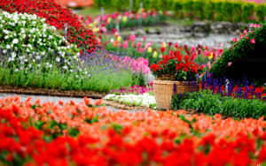 一條花園小徑，兩旁整齊排列著紅色、白色和紫色的花朵。 — 花園 壁紙
