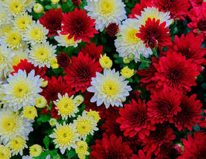 密集的紅色、白色和黃色菊花簇，帶有綠色葉子。 — 花朵 4K 壁紙