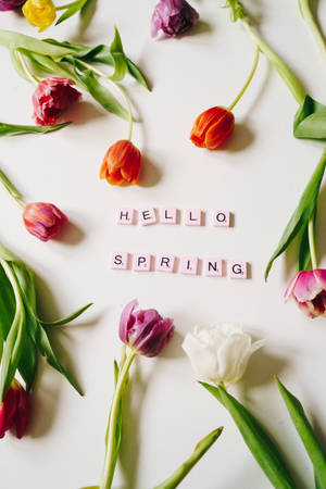 紅色、粉紅色和白色的鬱金香在白色背景上環繞著「hello spring」字樣。 — 花 iPhone 壁紙
