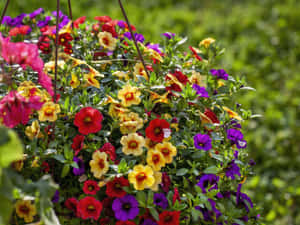 掛籃中盛開著紅色、黃色和紫色的彩色矮牽牛花。 — 花園 壁紙