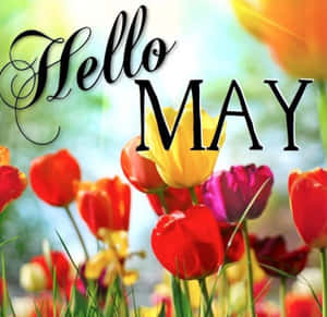 鮮豔的鬱金香在春天盛開，帶有 'Hello MAY' 文字疊加。 — 五月 壁紙