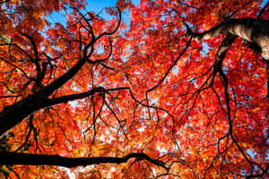 藍天下樹枝上鮮豔的紅色和橙色秋葉。 — 樹木 壁紙