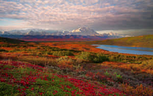 秋季苔原，紅色花朵，湖泊，雪山，日落。 — 山坡 壁紙