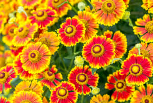 花園中盛開的紅色和黃色雛菊特寫。 — MacBook Pro M4 壁紙