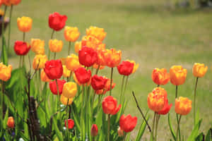 在陽光明媚的花園中盛開的紅色和黃色鬱金香花田。 — Surface Pro 壁紙