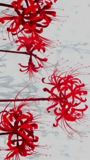 紅色彼岸花在淺灰色背景上綻放，帶有樹枝剪影。 — 東京喰種風格 壁紙