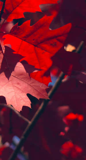 秋日陽光下閃耀的紅色楓葉特寫，背景柔和模糊。 — 紅色美學 iPhone 壁紙