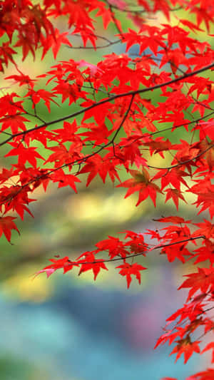 樹枝上明亮的紅色楓葉，帶有柔和的綠色和藍色背景。 — 明亮 壁紙