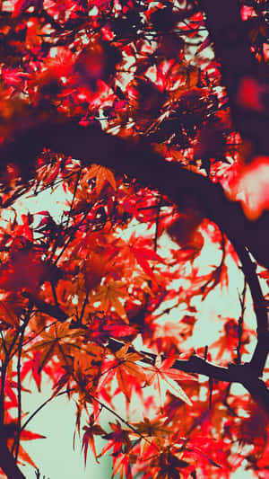 特寫鏡頭：樹枝上的紅色楓葉，背景是柔和天空。 — iPhone 6s Plus 壁紙