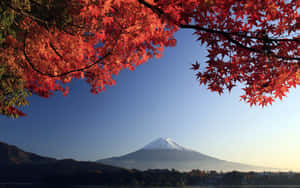 紅色楓葉框住了日出時富士山，有雪覆蓋的山頂和晴朗的藍天。 — 日式 壁紙