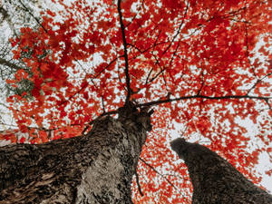 兩棵樹幹框住了鮮紅色秋葉組成的樹冠，映襯著蒼白的天空。 — 樹木 壁紙