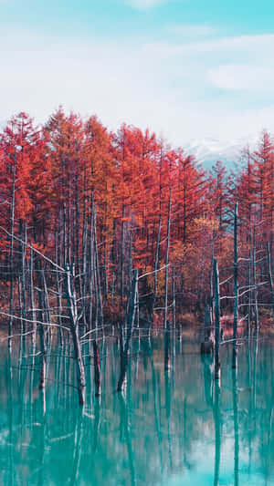 紅色樹木倒映在藍綠色水中，背景有雪山。 — 水 壁紙