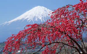 紅色櫻花襯托著積雪的富士山，背景是藍天。 — 日式海浪 壁紙