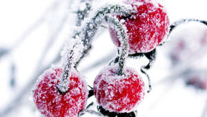 冬天，雪白的樹枝上結滿了霜的紅色漿果。 — 莓果 壁紙
