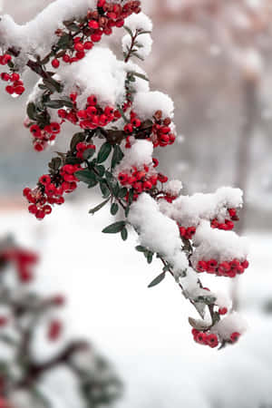冬日景觀中帶有鮮亮紅色漿果的積雪樹枝 — Oppo Pad 壁紙