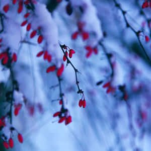 冬日場景中，雪覆蓋的樹枝上掛著紅色漿果，背景模糊。 — 冬季美學 壁紙