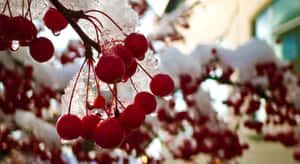 冬天雪覆蓋的樹枝上結凍的紅色漿果簇。 — 酷寒冬季 壁紙