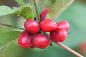 一簇鮮紅色的漿果掛在綠葉茂密的樹枝上。 — 3:2 壁紙