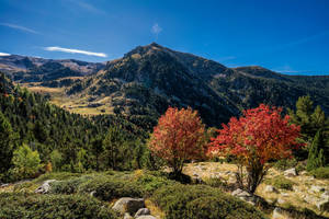 藍天下山谷中紅葉的秋樹。 — 山景 壁紙