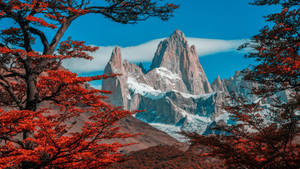 紅色秋樹襯托著晴朗藍天下的雪山。 — 阿根廷 壁紙