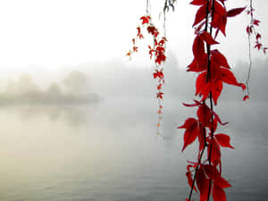 紅色秋葉懸掛在霧氣瀰漫的湖面上，背景是模糊的樹木。 — 黎明 壁紙
