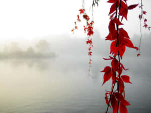 紅色秋葉懸掛在霧氣瀰漫的湖面上，黎明時分。 — 桌面美學 壁紙