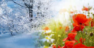 田野中的紅色罌粟花，背景有白雪覆蓋的樹木。 — 可愛春天 壁紙