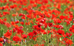 紅色罌粟花田在陽光下搖曳，伴隨著綠草和模糊背景。 — MacBook Air M1 壁紙