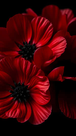 黑色背景上帶有深色花心的紅色罌粟花 — 1440x2560 壁紙