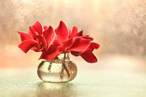玻璃花瓶中的紅色花朵，在反光表面上帶有水珠。 — 仙客來 壁紙