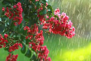 雨中花園場景中，綠色葉子上帶有雨滴的紅色花朵。 — 春天 壁紙